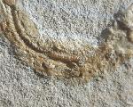 Leptolepides sprattiformis (BLAINVILLE 1818) - Bild © FossNet FossilienStore